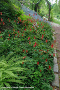  Eastern Red Columbine (Aquilegia) - 5 Pack Of Quart Pots