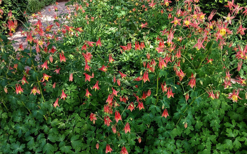  Little Lanterns Eastern Red Columbine (Aquilegia) - 1 Gallon Pot