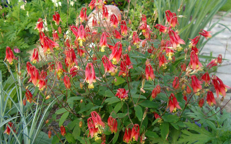  Little Lanterns Eastern Red Columbine (Aquilegia) - 1 Gallon Pot