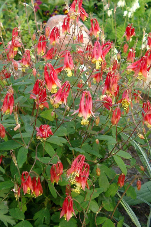  Little Lanterns Eastern Red Columbine (Aquilegia) - 6-Pack Of 1 Gallon Pots