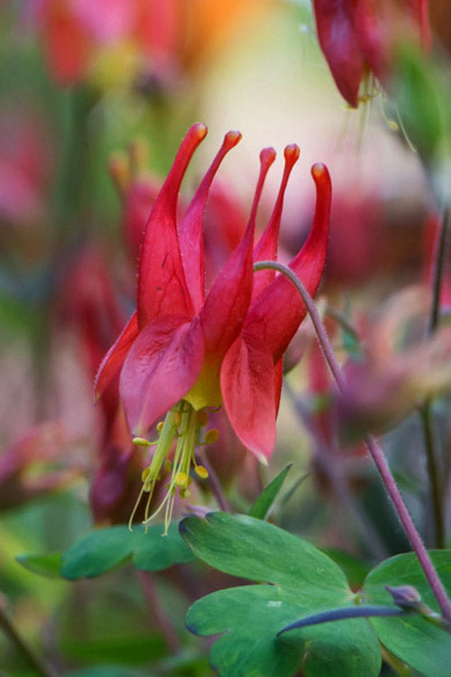  Little Lanterns Eastern Red Columbine (Aquilegia) - 6-Pack Of 1 Gallon Pots
