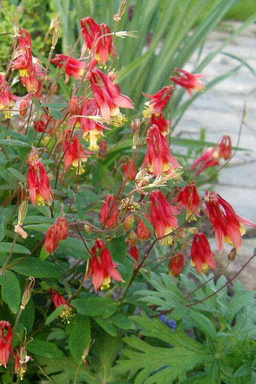  Little Lanterns Eastern Red Columbine (Aquilegia) - 6-Pack Of 1 Gallon Pots