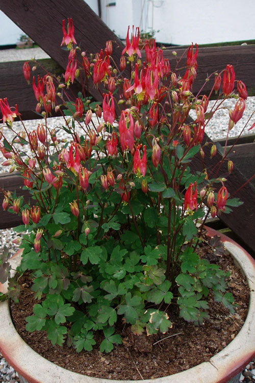  Little Lanterns Eastern Red Columbine (Aquilegia) - 1 Gallon Pot