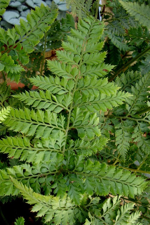  Shiny Bristle Fern - 6 Pack Of 1 Gallon Pots 