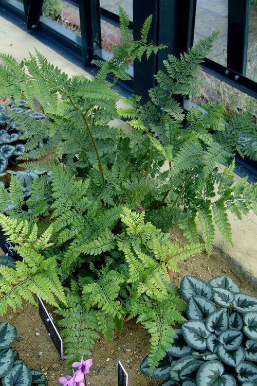  Shiny Bristle Fern - 6 Pack Of 1 Gallon Pots 