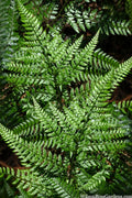  Shiny Bristle Fern - 6 Pack Of 1 Gallon Pots