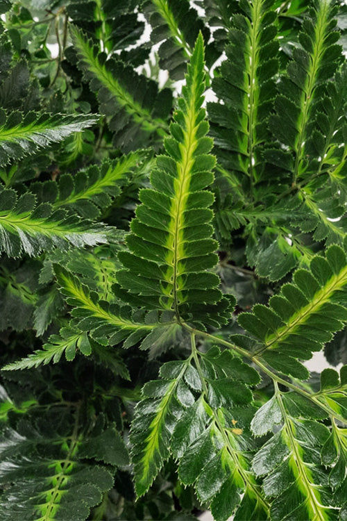  East Indian Variegated Holly Fern (Arachniodes) - 1 Gallon Pot
