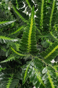  East Indian Variegated Holly Fern (Arachniodes) - 1 Gallon Pot