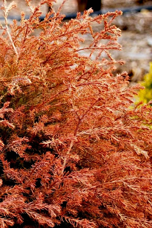 Fire Chief Arborvitae - 2 Gallon Pot