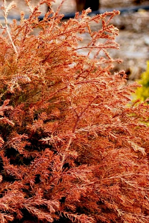  Fire Chief Arborvitae - 2.5 Gallon Pot