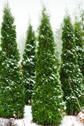  North Pole Arborvitae (Thuja) - 1 Gallon Pot