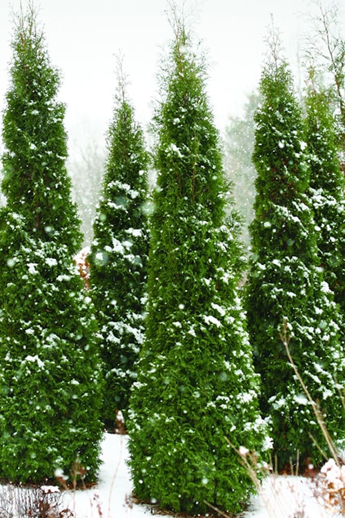  North Pole Arborvitae (Thuja) - 3 Gallon Pot