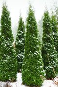  North Pole Arborvitae (Thuja) - 3 Gallon Pot