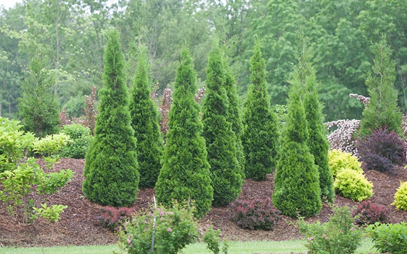  North Pole Arborvitae (Thuja) - 3 Gallon Pot
