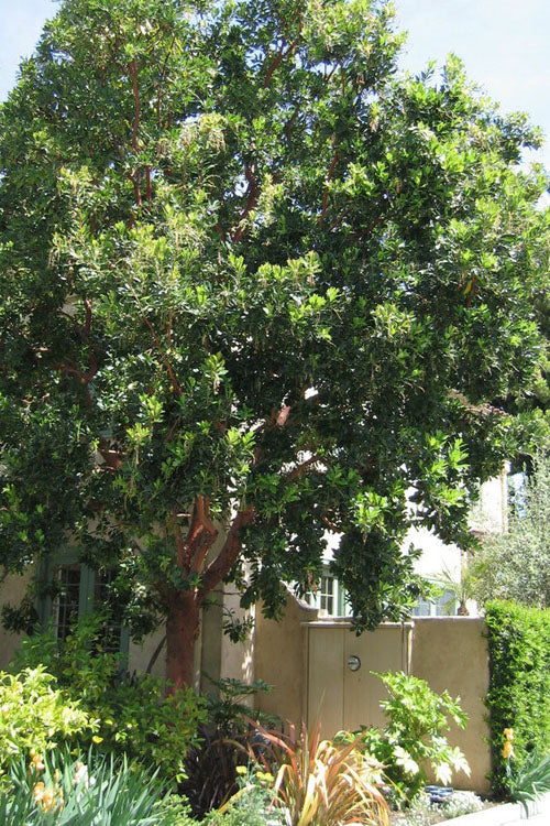  Marina Strawberry Tree (Arbutus) - 2 Gallon Pot