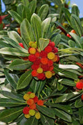  Marina Strawberry Tree (Arbutus) - 2 Gallon Pot