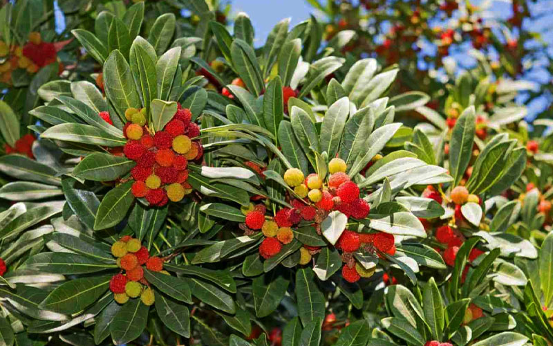  Marina Strawberry Tree (Arbutus) - 1 Gallon Pot