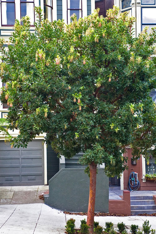  Marina Strawberry Tree (Arbutus) - 2 Gallon Pot