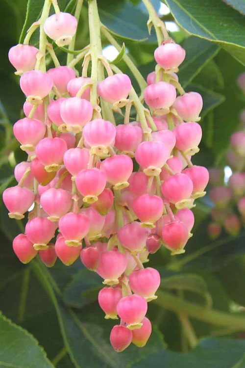  Marina Strawberry Tree (Arbutus) - 2 Gallon Pot