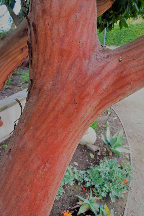  Marina Strawberry Tree (Arbutus) - 1 Gallon Pot