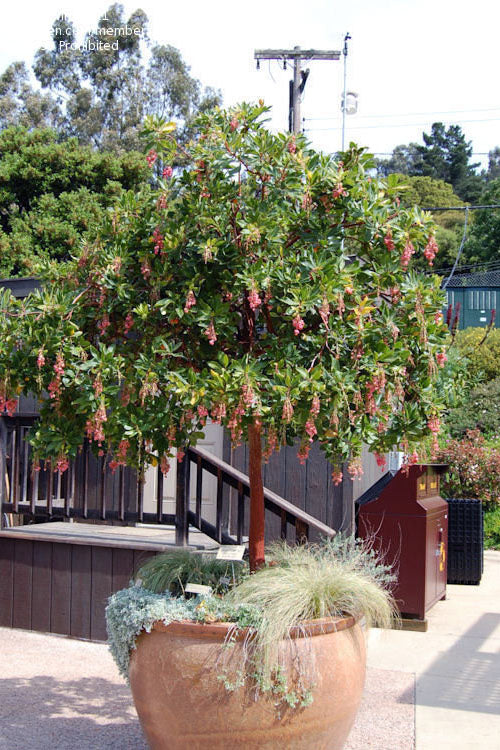  Marina Strawberry Tree (Arbutus) - 1 Gallon Pot