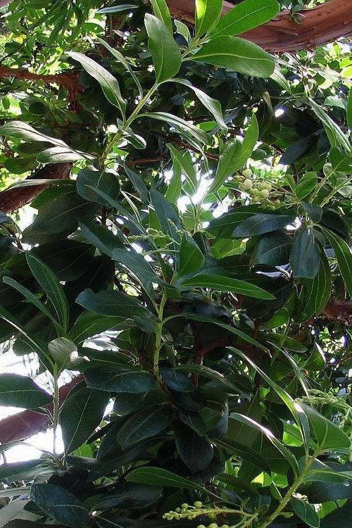  Marina Strawberry Tree (Arbutus) - 1 Gallon Pot