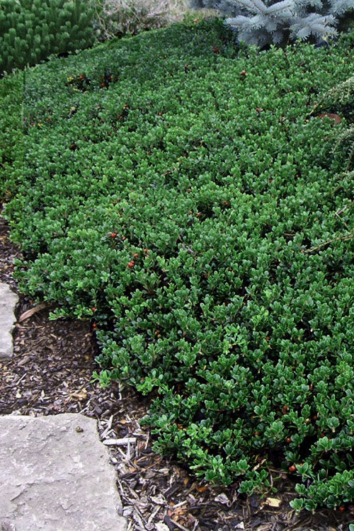  Massachusetts Bearberry - 1 Gallon Pot