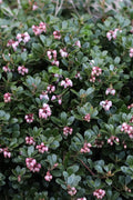 Massachusetts Bearberry - 1 Gallon Pot