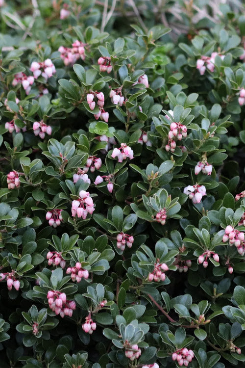  Massachusetts Bearberry - 1 Gallon Pot