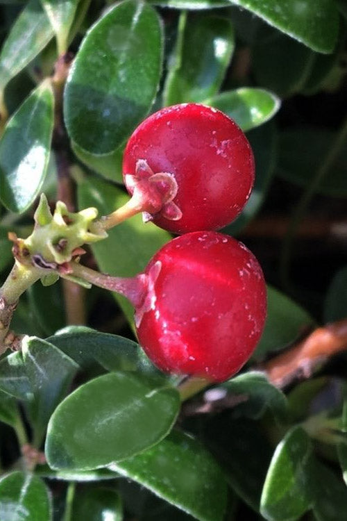  Massachusetts Bearberry - 1 Gallon Pot