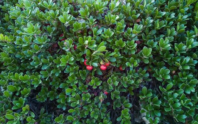  Massachusetts Bearberry - 1 Gallon Pot