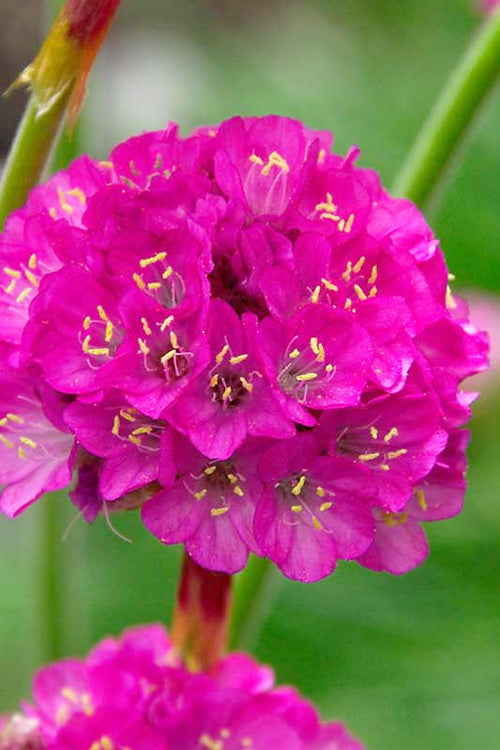 Splendens Sea Thrift (Armeria Maritima) - 5 Pack Of Quart Pots
