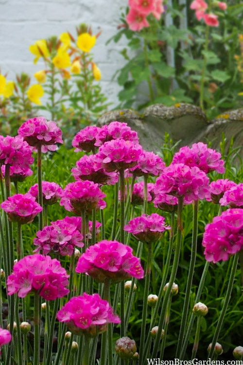  Splendens Sea Thrift (Armeria Maritima) - 6 Pack Of Pint Pots