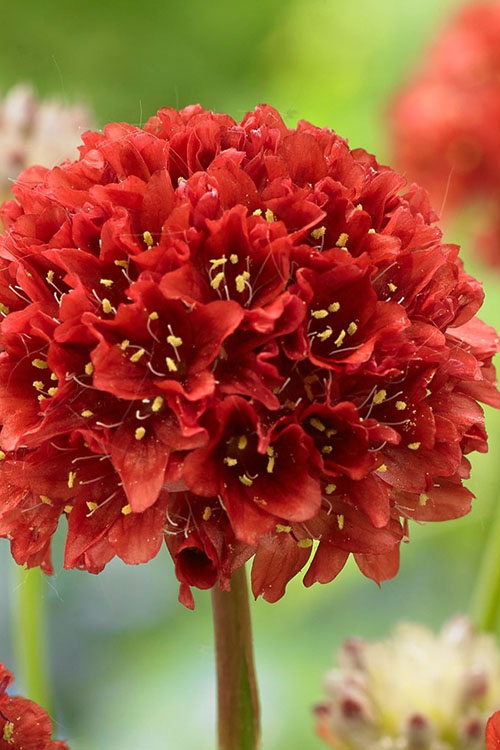  Ballerina Red Sea Thrift (Armeria Pseudarmeria) - 5 Pack Of Quart Pots