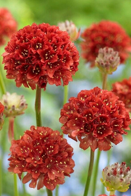  Ballerina Red Sea Thrift (Armeria Pseudarmeria) - 5 Pack Of Quart Pots