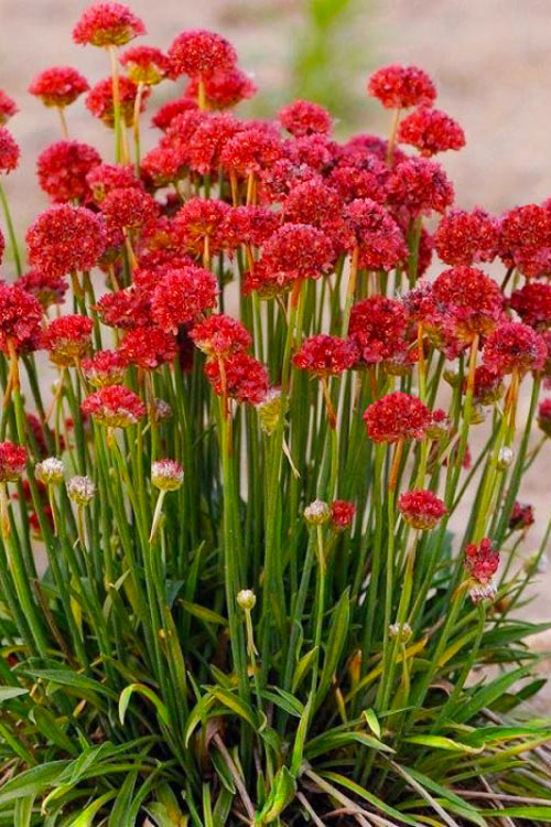  Ballerina Red Sea Thrift (Armeria Pseudarmeria) - 5 Pack Of Quart Pots