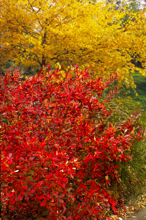 Brilliantissima Aronia (Red Chokeberry) - 3 Gallon Pot