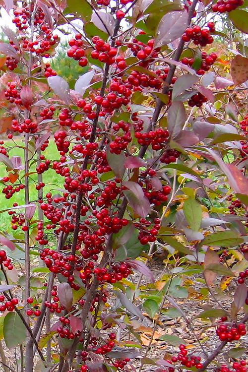  Brilliantissima Aronia (Red Chokeberry) - 3 Gallon Pot