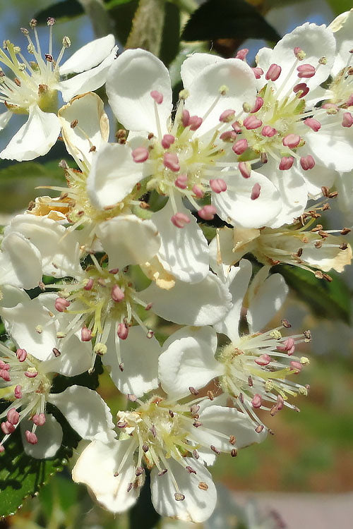 Brilliantissima Aronia (Red Chokeberry) - 3 Gallon Pot