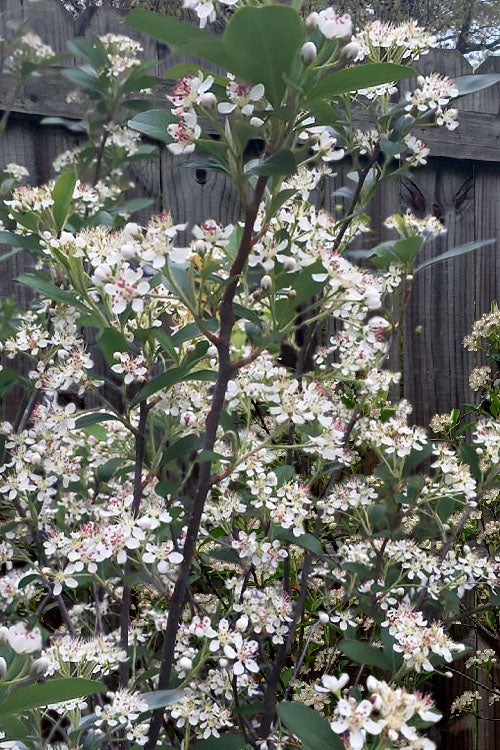  Brilliantissima Aronia (Red Chokeberry) - 3 Gallon Pot