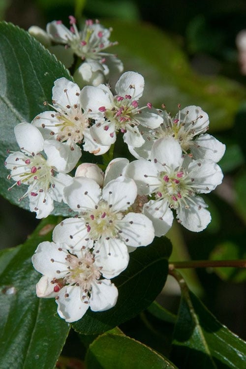  Red Chokeberry (Aronia Arbutifolia) - 3 Pack Of 1.5 Quart Pots