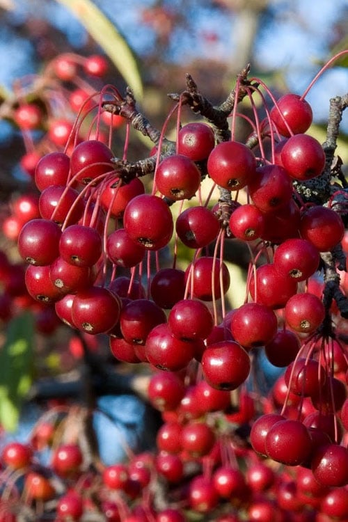  Red Chokeberry (Aronia Arbutifolia) - 3 Gallon Pot 