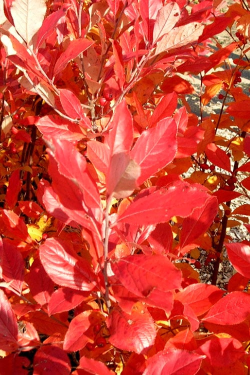  Red Chokeberry (Aronia Arbutifolia) - 3 Pack Of 1.5 Quart Pots