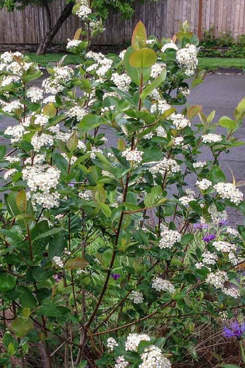  Red Chokeberry (Aronia Arbutifolia) - 3 Gallon Pot 
