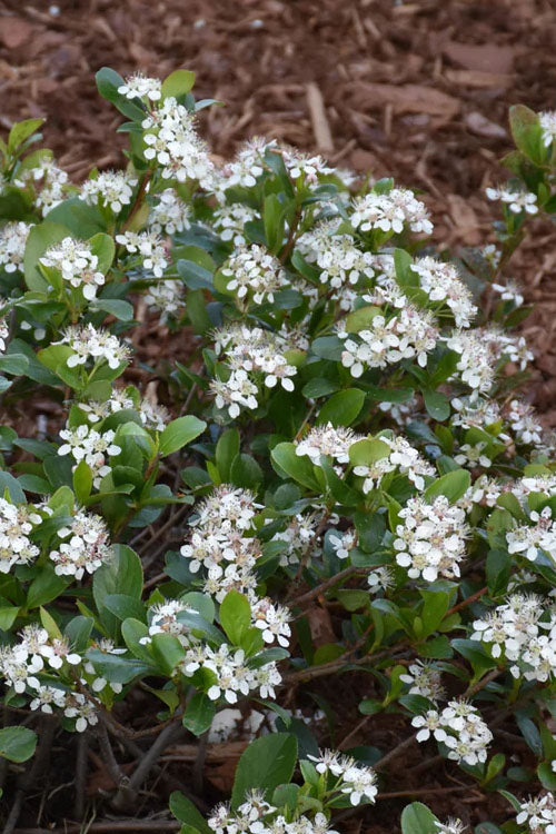  Low Scape Mound Aronia - 3 Gallon Pot
