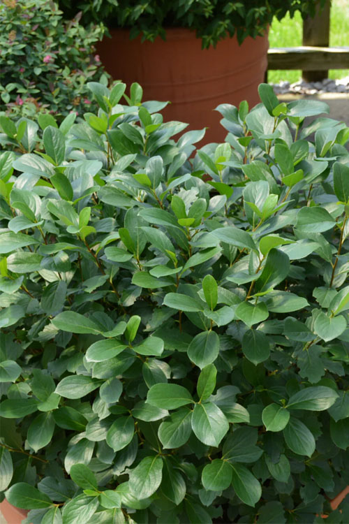  Low Scape Mound Aronia - 3 Gallon Pot