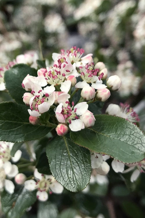  Low Scape Mound Aronia - 3 Gallon Pot