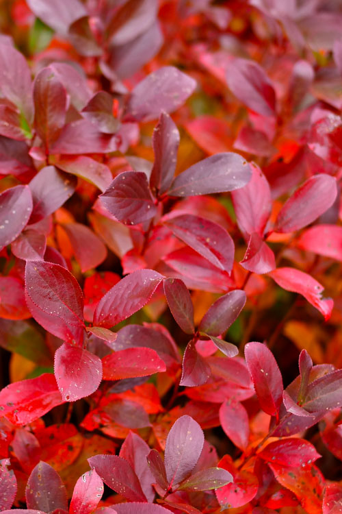  Low Scape Mound Aronia - 3 Gallon Pot