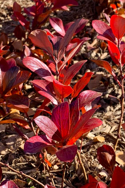  Low Scape Mound Aronia - 3 Gallon Pot
