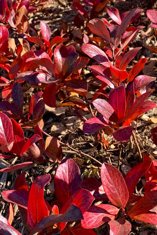  Low Scape Mound Aronia - 3 Gallon Pot